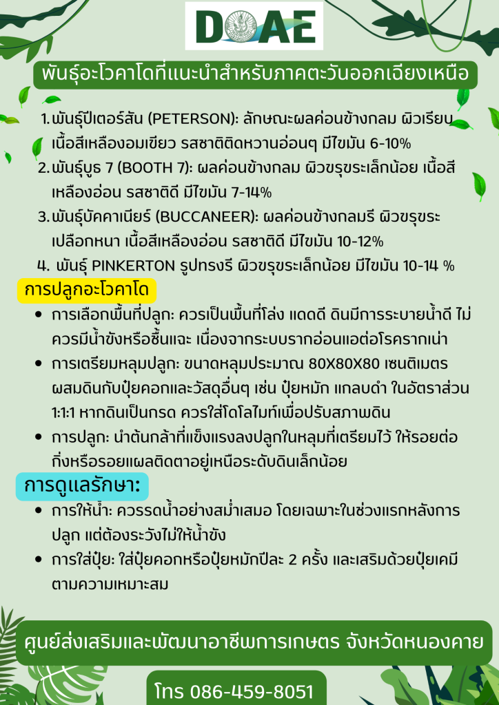 พันธุ์อะโวคาโดที่แนะนำในภาคตะวันออกเฉียงเหนือ